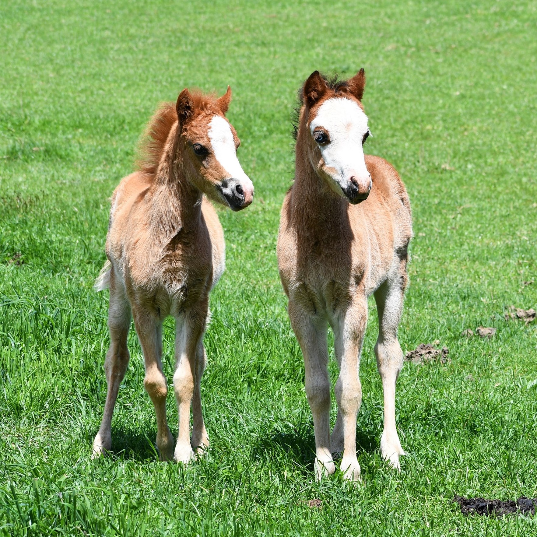 Welsh Pony Foals For Sale